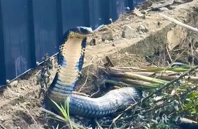 起来了大冬天不冬眠居然敢在路边逛街AG真人国际眼镜王蛇也是“猖狂”(图3)